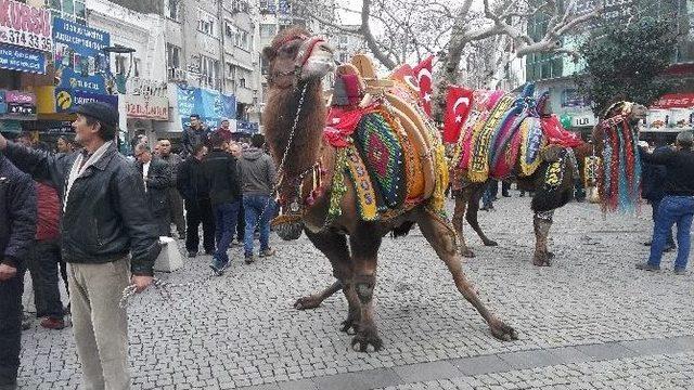 Develer Görücüye Çıktı