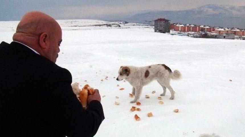 Tatvan&rsquo;da Yaban Ve Sokak Hayvanları İ&ccedil;in Yem Bırakıldı