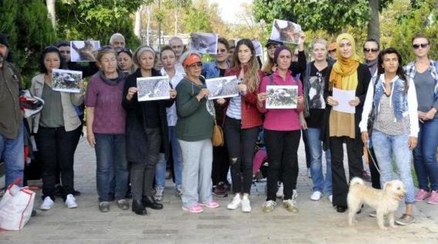 Antalya'da Kedi Ölümleri Protestosu