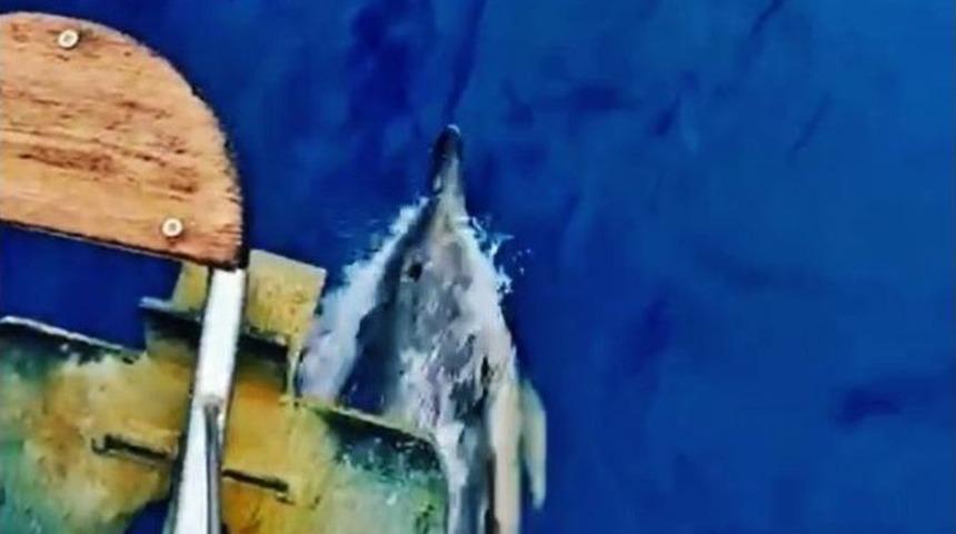 Bodrum&rsquo;da Yunus Balıklarının Dansı