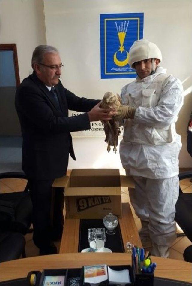 Komandolar Yaralı Halde Doğan Buldu 2