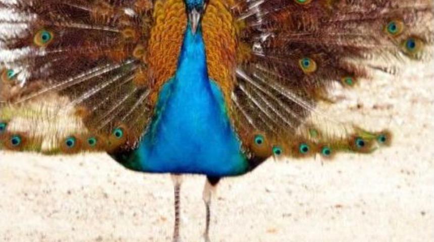 Anaokulu Bah&ccedil;esinden Ka&ccedil;an Tavus Kuşu Aranıyor