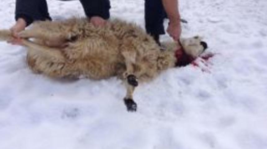 Kazada Hamile Kadını Yaralayan S&uuml;r&uuml;c&uuml;, Kurban Kesip Uzlaştı