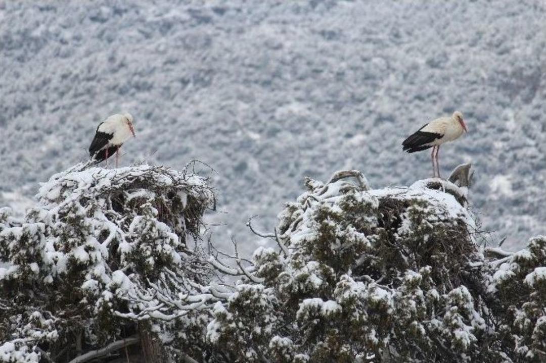 Leylekler Vadisi D&uuml;nyaya Tanıtılacak