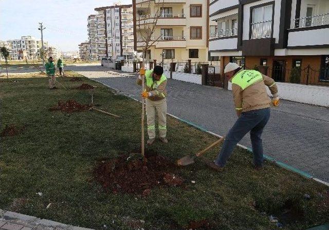 Haliliye’de Yeşillendirme Çalışmaları Devam Ediyor