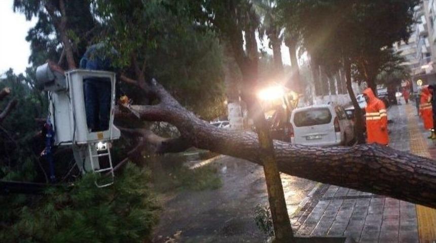 S&ouml;ke&rsquo;de Fırtına Dev &Ccedil;am Ağacını Devirdi