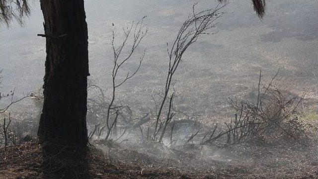 Adana’da Orman Yangını
