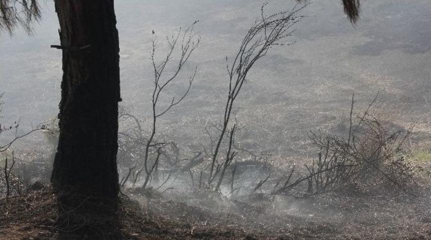 Adana&rsquo;da Orman Yangını