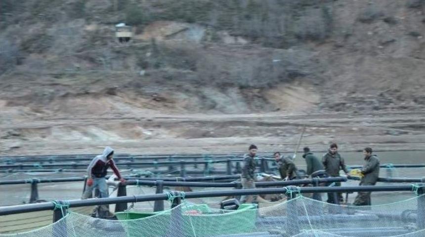 Bor&ccedil;ka Barajı, Kafes Balık&ccedil;ılığı İle &Ouml;n Plana &Ccedil;ıkıyor