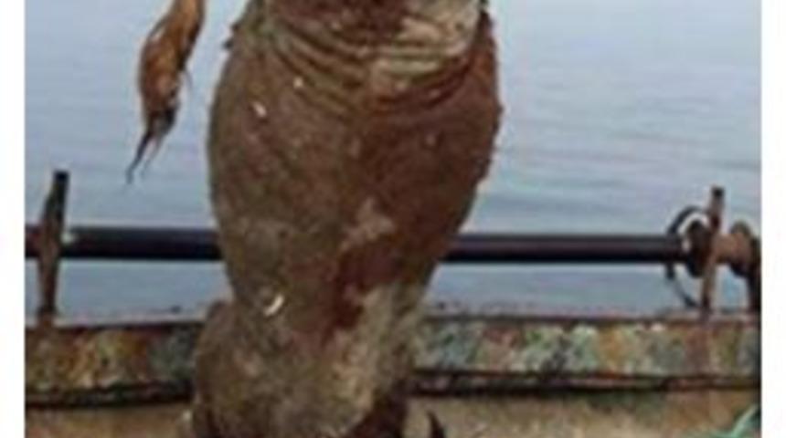 Balıkçı Ağlarına Takılan 700 Kiloluk Dana Şaşırttı