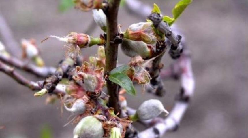 Dat&ccedil;a'da Bademler &Ccedil;i&ccedil;ek A&ccedil;tı