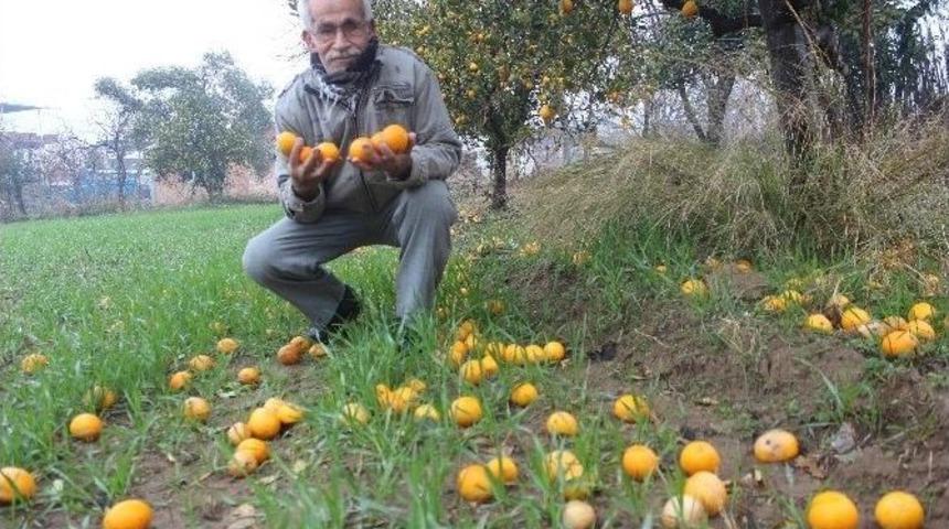 Tarlada Bedava Markette Ateş Pahası