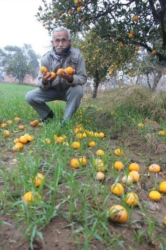 Tarlada Bedava Markette Ateş Pahası 1