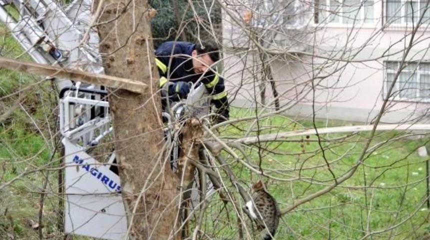 İtfaiyenin Kurtarmaya &Ccedil;alıştığı Kedi Ağa&ccedil;tan Atladı