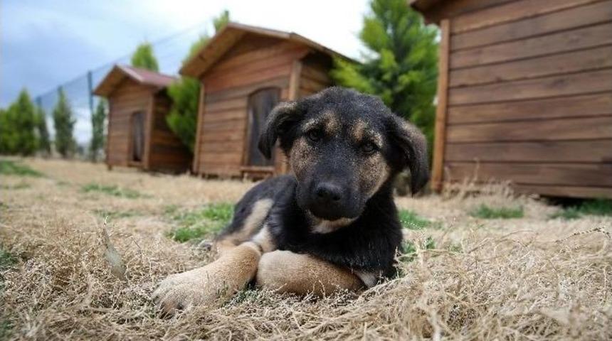 Buca 600 Sokak Hayvanı Yuvaya Kavuştu