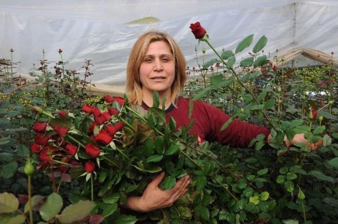 G&uuml;l Yetiştiricileri Sevgililer G&uuml;n&uuml;&rsquo;nden Umutlu
