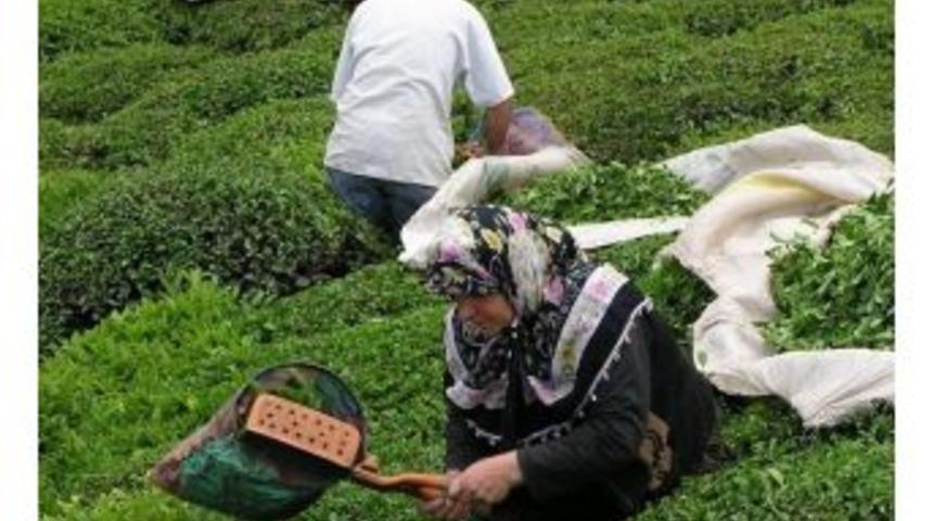 2016 Yılında 1 Milyon 299 Bin Ton Yaş &Ccedil;ay &Uuml;retildi