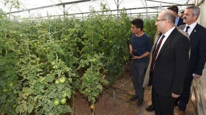 M&uuml;lteciler Serada Sebze Yetiştiriyor