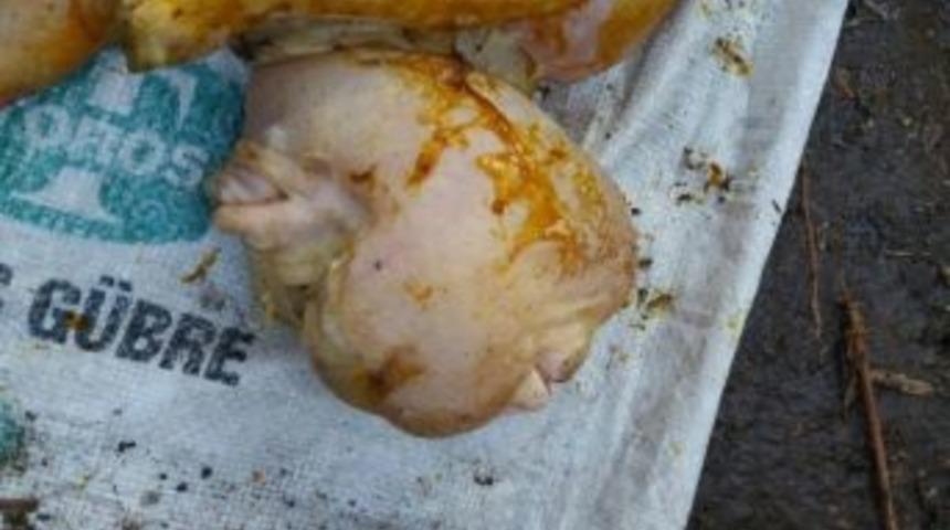 İnsan Y&uuml;zl&uuml; Kuzu G&ouml;renleri Şaşırttı