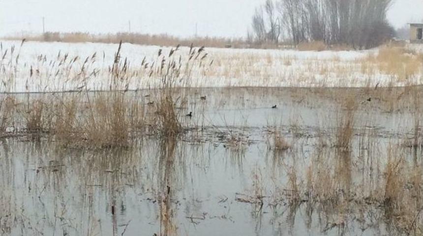 Van&rsquo;da Yaban Hayvanlarına Yem Desteği