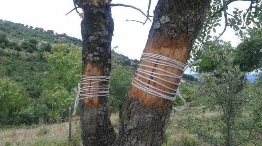 Yunusemre Belediyesi Aşılama &Ccedil;alışmalarına Yeniden Başlıyor