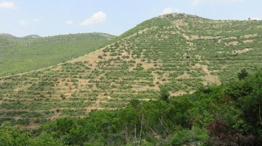 Tokat’ta 3,5 Milyon Fidan Toprakla Buluştu