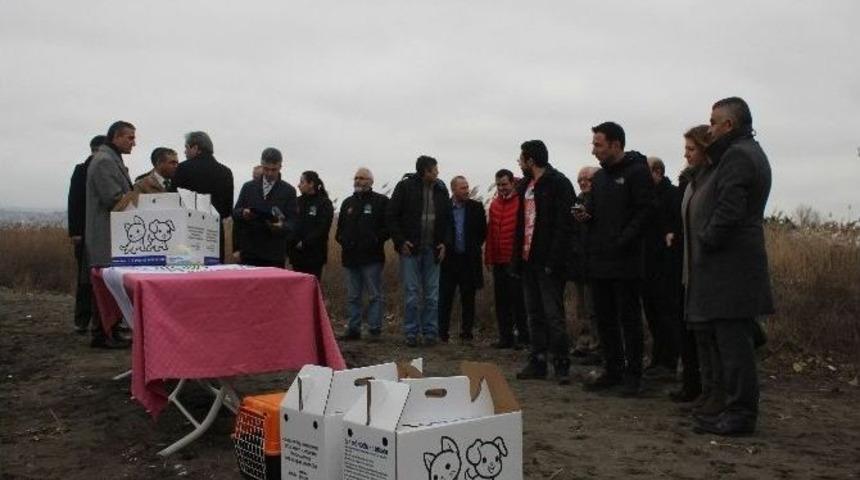 Katrana Bulanan Deniz Kuşları Doğaya Salındı