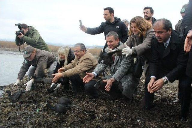 Katrana Bulanan Deniz Kuşları Doğaya Salındı