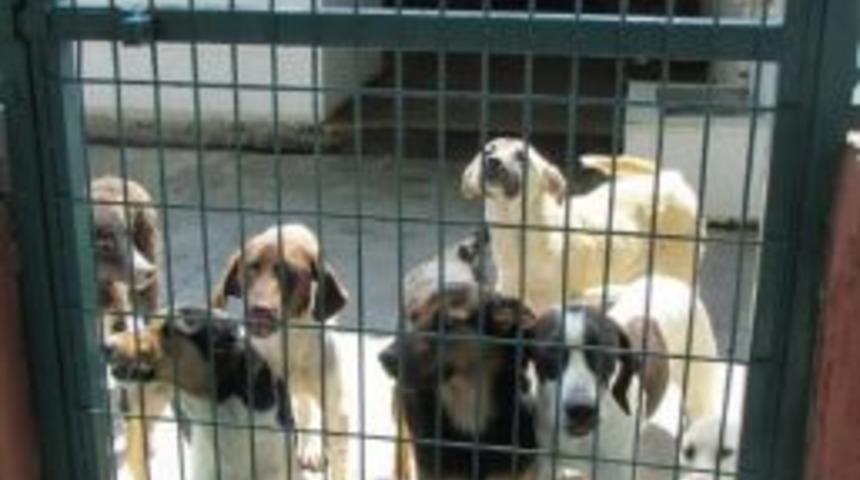 Sokak Hayvanları Sahipsiz Kalmadı