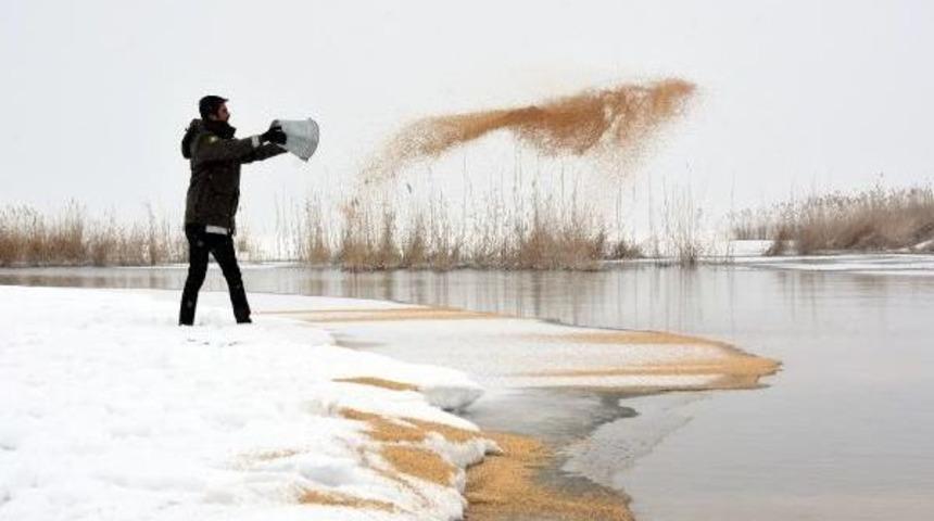 Yaban Hayvanları I&ccedil;in Sazlıklara Yem Bırakıldı