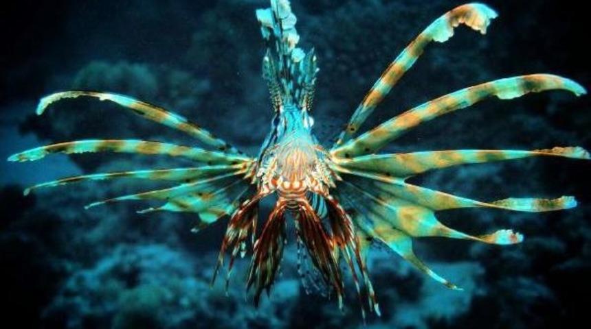 Zehirli Aslan Balığını Azaltacak Tarif: Lady Gaga Re&ccedil;etesi