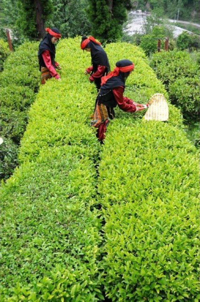 Çayda Organik Tarım Havzası 248 Bin Dekara Çıkarıldı
