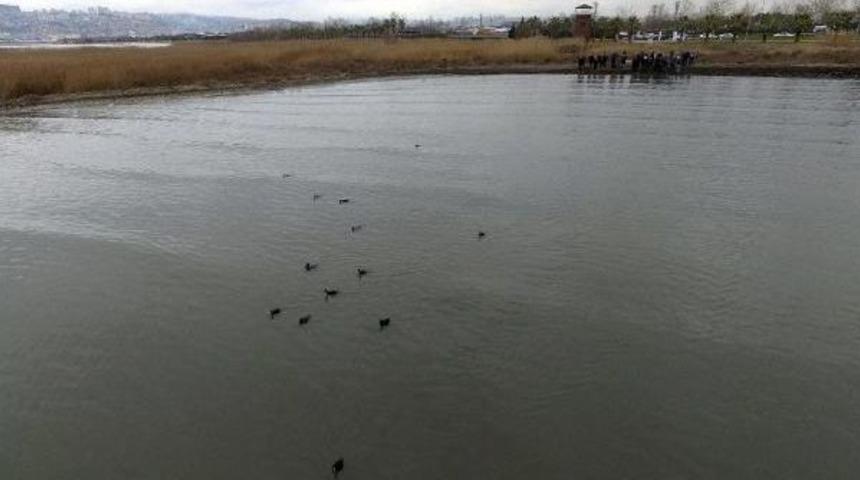 İzmit K&ouml;rfezi'nde Kirlilikten Etkilenen Kuşlar Doğaya Bırakıldı