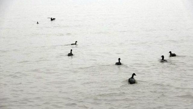İzmit Körfezi'nde Kirlilikten Etkilenen Kuşlar Doğaya Bırakıldı
