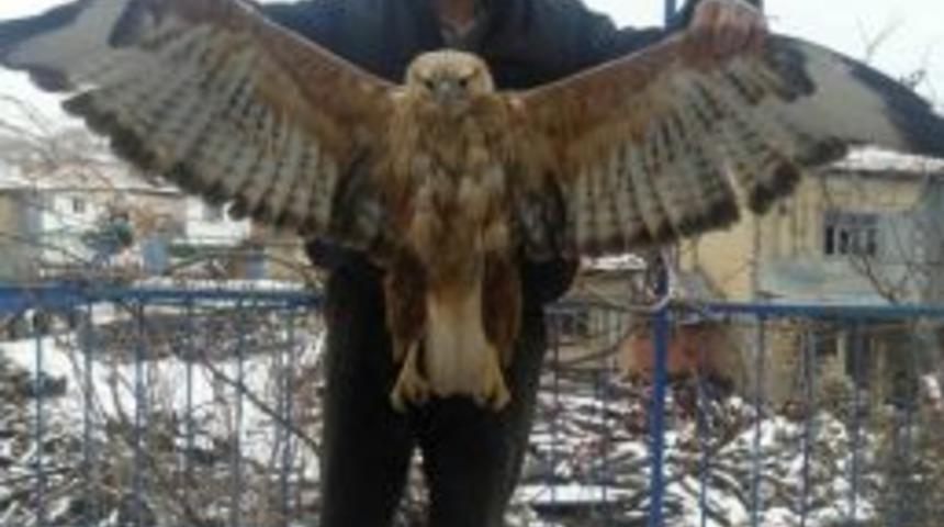 Evinde 5 G&uuml;n Tedavi Ettiği Atmacayı Doğaya Saldı