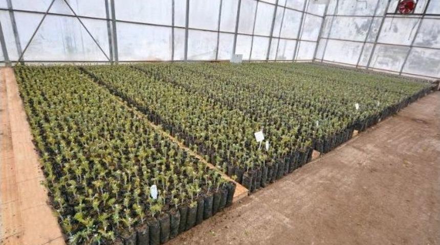 Balıkesir&rsquo;de 2017 Yılında 128 Bin Adet Fidan Aşılanacak