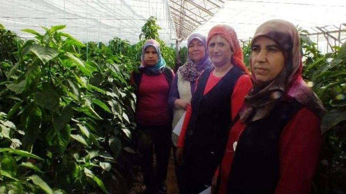 &Ccedil;ift&ccedil;i Kadınlar, Seradaki &Uuml;r&uuml;nlerini B&ouml;ceklerle Koruyacaklar