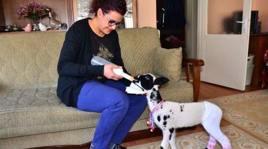 Annesiz Kalan Kuzuya Evlerinde Bakıyorlar