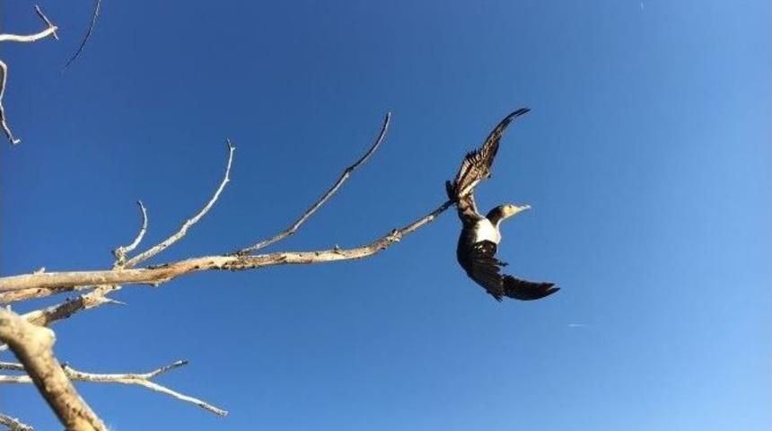 Ağa&ccedil;ta Asılı Kalan Karabatak Kurtarıldı