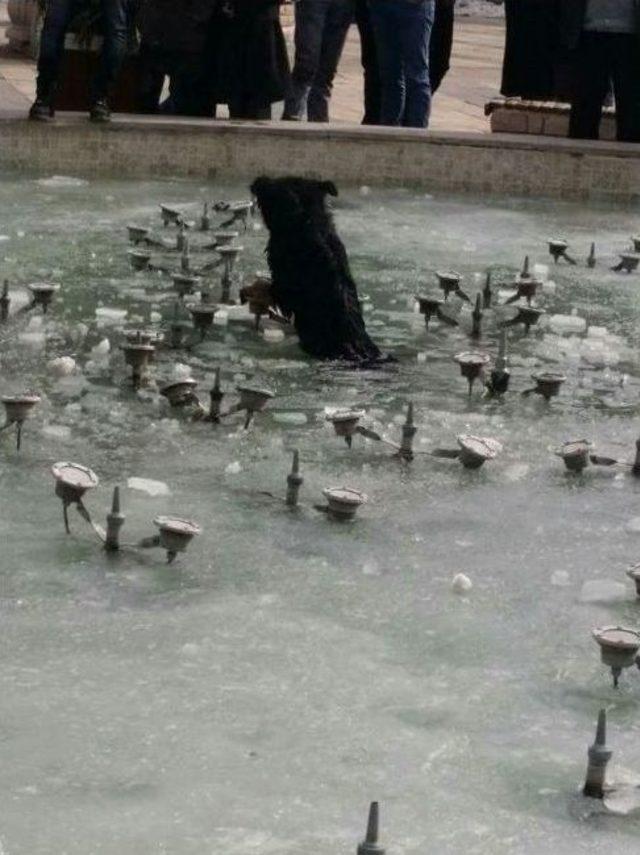 Buzda Sıkışan K&ouml;peği Vatandaşlar Kurtardı 3