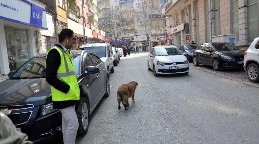 Parkmetreci K&ouml;pek Yaptıklarıyla G&ouml;renleri Şaşırtıyor