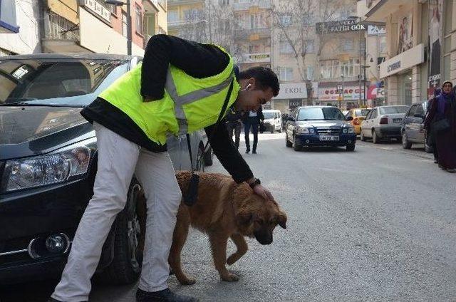 Parkmetreci Köpek Yaptıklarıyla Görenleri Şaşırtıyor