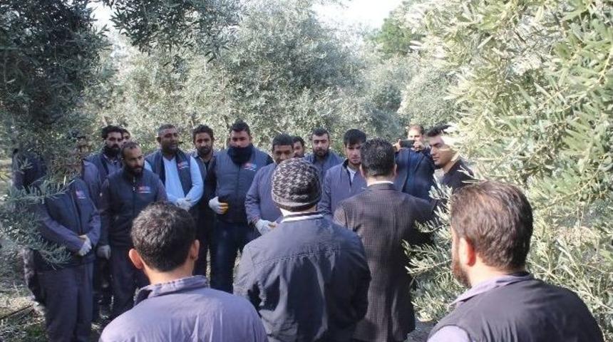 Romanlara Meyve Yetiştiriciliği Kursu