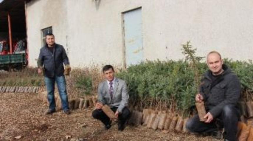 Bucak&rsquo;ta &Uuml;cretsiz Fidan Dağıtımı S&uuml;r&uuml;yor