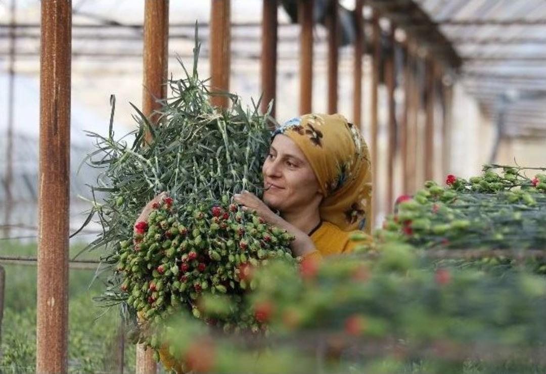 Sevgililer G&uuml;n&uuml; İ&ccedil;in 8 Milyon Dolarlık &Ccedil;i&ccedil;ek İhracatı