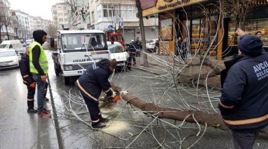 Meşrubat Kamyonu Ağacı K&ouml;k&uuml;nden S&ouml;kt&uuml;