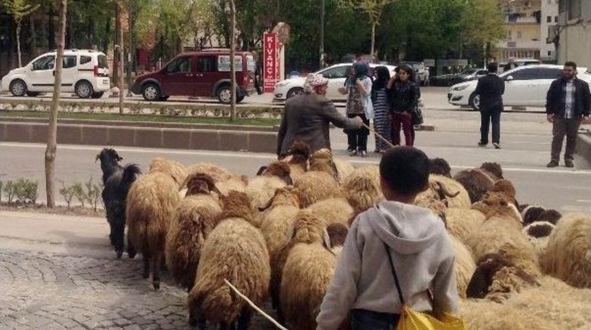 2016 Yılı Hayvansal &Uuml;retim İstatistikleri A&ccedil;ıklandı
