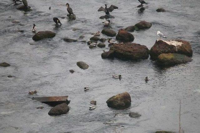 Elazığ’da 32 Türden 60 Bin Kuş Sayıldı