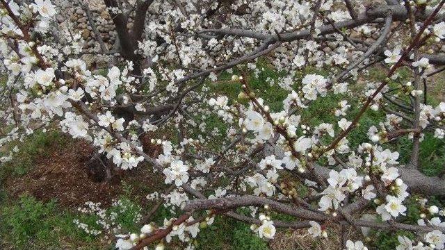 Silifke’de Örtü Altındaki Erikler Çiçek Açtı