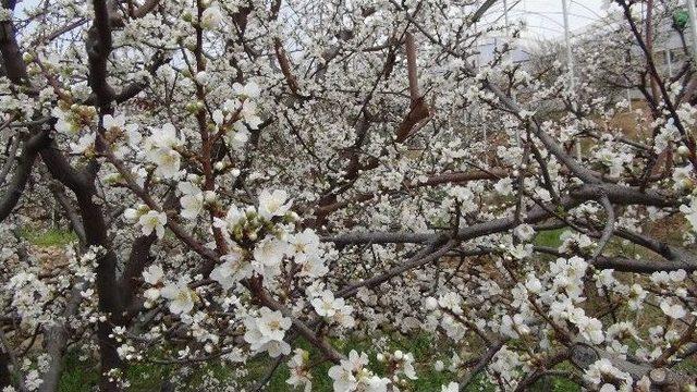 Silifke’de Örtü Altındaki Erikler Çiçek Açtı